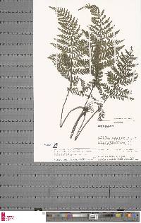 Image of Abrodictyum pachyphlebium