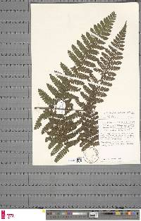 Triplophyllum gabonense image
