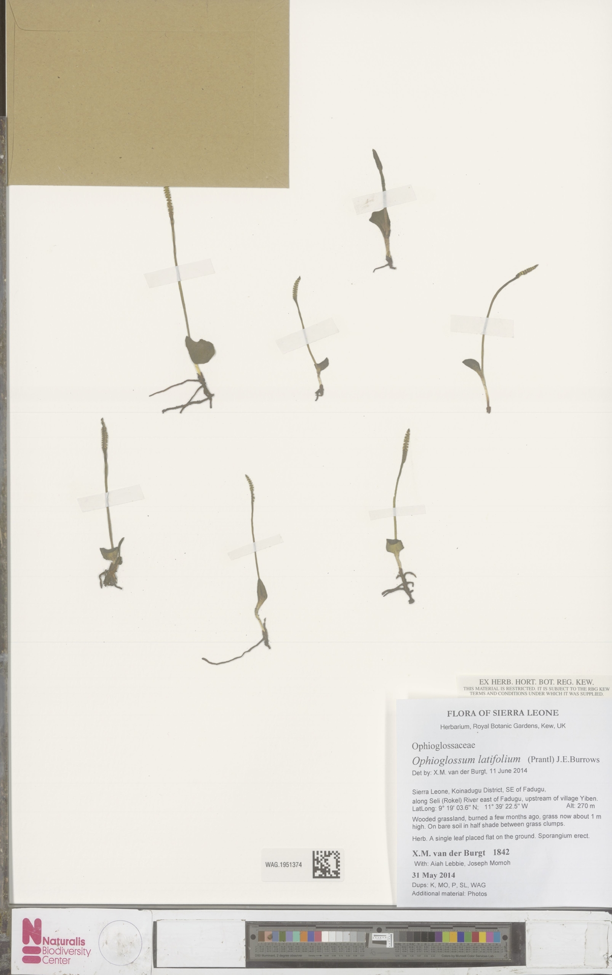 Ophioglossum latifolium image