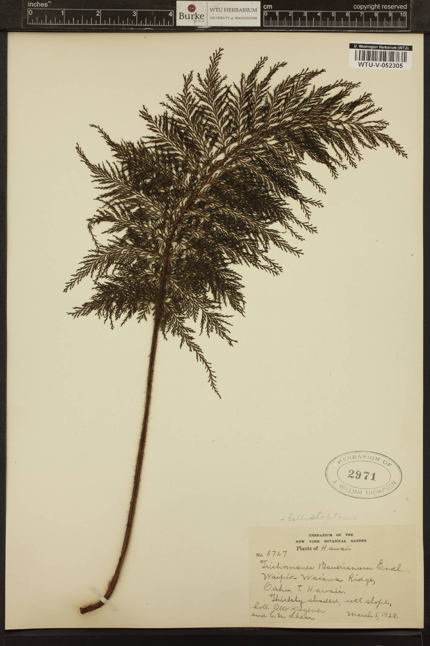 Callistopteris baueriana image