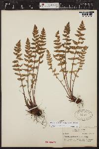 Woodsia scopulina image