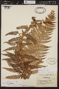 Polystichum andersonii image