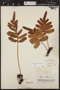 Polypodium scouleri image