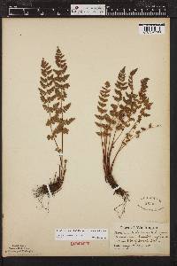 Woodsia scopulina subsp. laurentiana image