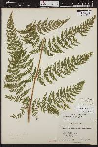 Dryopteris expansa image