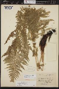 Athyrium asplenioides var. cyclosorum image