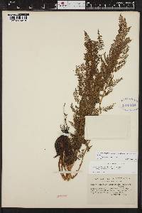 Athyrium americanum image