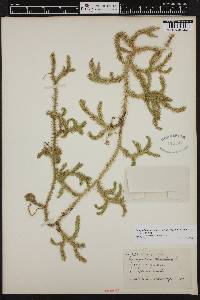 Lycopodium lagopus image