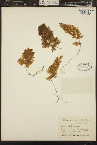 Hymenophyllum flabellatum image