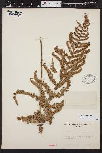 Dryopteris arguta image