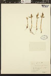 Botrychium lanceolatum subsp. lanceolatum image