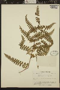 Adiantum henslovianum image