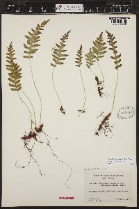 Polypodium glycyrrhiza image