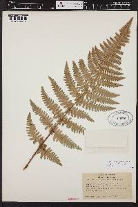 Dryopteris arguta image