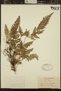 Dennstaedtia hirsuta image