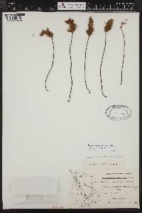 Aspidotis densa image