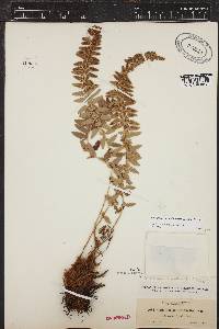 Polystichum scopulinum image