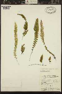 Hymenophyllum polyanthos image