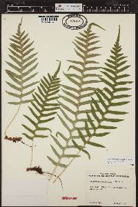 Polypodium glycyrrhiza image