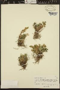 Selaginella pilifera image