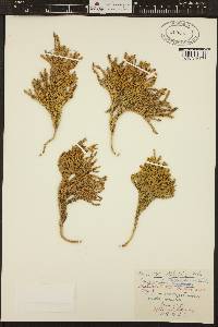 Austrolycopodium magellanicum image