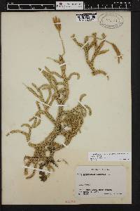 Lycopodium lagopus image