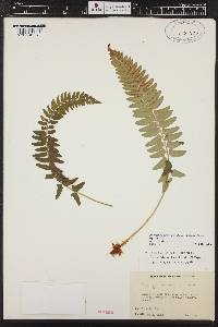 Polystichum imbricans subsp. imbricans image