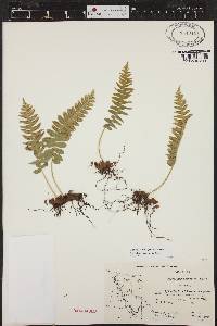 Polypodium hesperium image