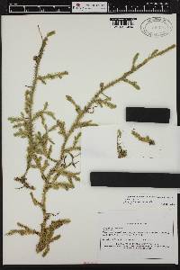 Lycopodium lagopus image