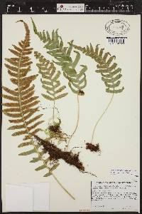 Polypodium amorphum image