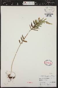 Polypodium glycyrrhiza image