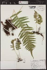 Polypodium glycyrrhiza image