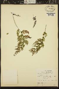 Image of Hymenophyllum emarginatum
