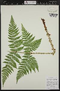 Dryopteris expansa image