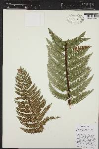 Polystichum squarrosum image