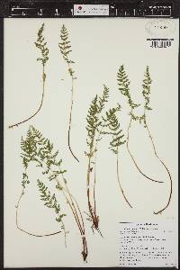 Woodsia oregana image