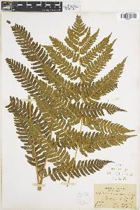 Dryopteris monticola image