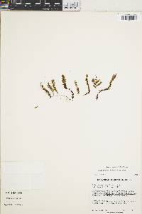 Hymenophyllum caespitosum image