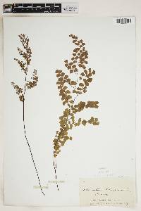 Adiantum aethiopicum image