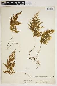 Image of Hymenophyllum demissum
