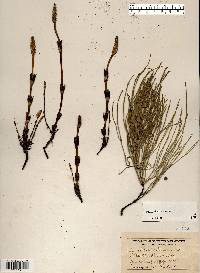 Equisetum arvense image