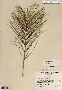 Equisetum arvense image