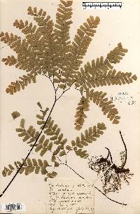 Adiantum pedatum image