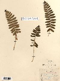 Polystichum acrostichoides image