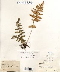 Woodsia obtusa image