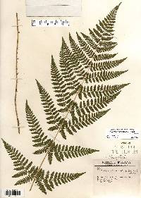 Dryopteris carthusiana image