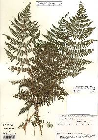 Dryopteris intermedia image