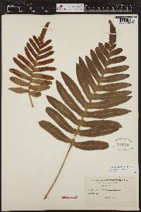 Polypodium scouleri image