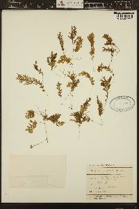 Hymenophyllum rarum image