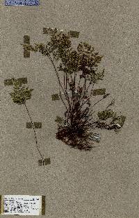 Aspidotis meifolia image